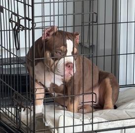 American Bully Pocket femm