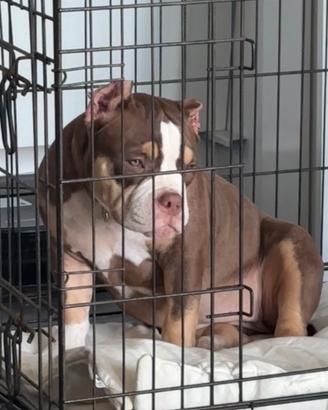American Bully Pocket femm