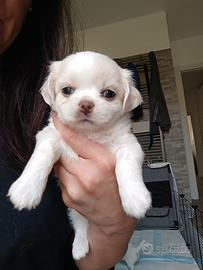 Cuccioli di chihuahua a pelo lungo