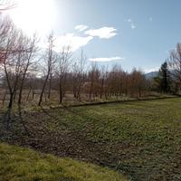 Terreno tartufaia zona Badia con accesso strada