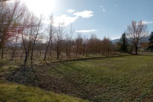 Terreno tartufaia zona Badia con accesso strada