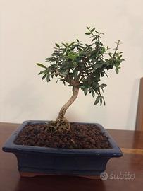 Bonsai Olivastro (Olivo Selvatico)