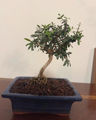 Bonsai Olivastro (Olivo Selvatico)