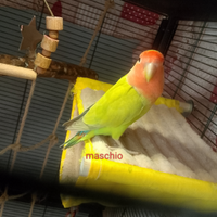 Coppia inseparabili rosecollins