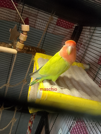 Coppia inseparabili rosecollins