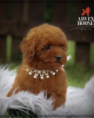 Cucciolata di* BARBONCINO* toy e mini