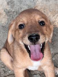 Si vende cucciola