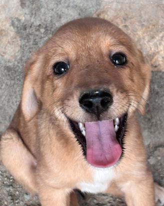Si vende cucciola