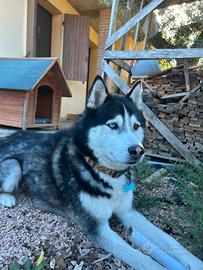 Siberian husky