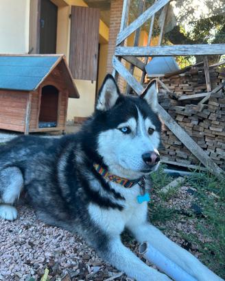 Siberian husky