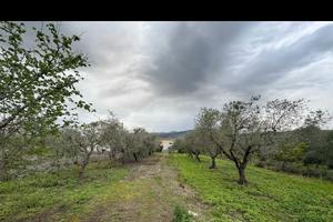 Vendita casa con terreno