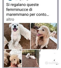 Animali