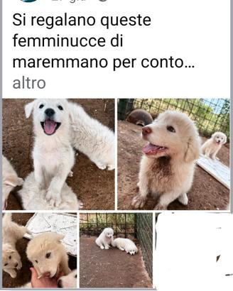 Animali