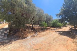 Terreno di 3550 m² a Alberobello