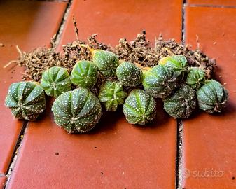 Astrophytum Asterias Ibridi