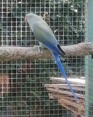 Parrocchetti dal collare
