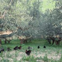 Galline razza Moroseta