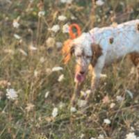 Setter bianco arancio e bianco fegato