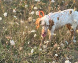 Setter bianco arancio e bianco fegato