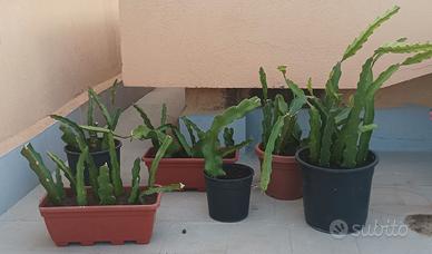 TALEE RADICATE DI PITAYA (FRUTTO DEL DRAGO)