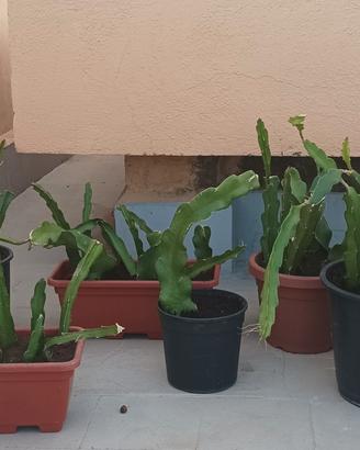 TALEE RADICATE DI PITAYA (FRUTTO DEL DRAGO)
