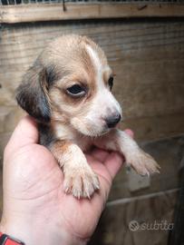 cuccioli di Beagle 