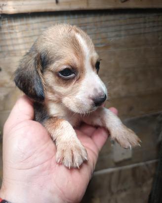 cuccioli di Beagle 
