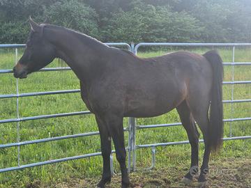 Cavallo arabo