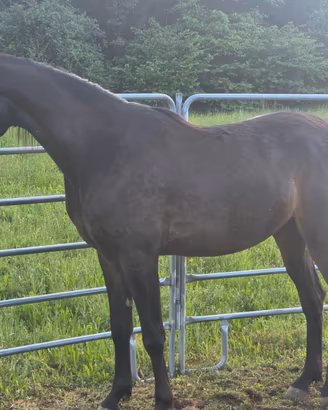 Cavallo arabo