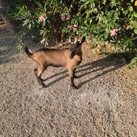 Caprette nate il 14 maggio 2025