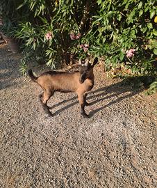 Caprette nate il 14 maggio 2025