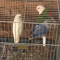 Inseparabili (coppie)