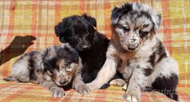 Cuccioli di pastore del Lagorai
