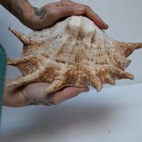 Lambis truncata,  Conchiglia Ragno 32cm