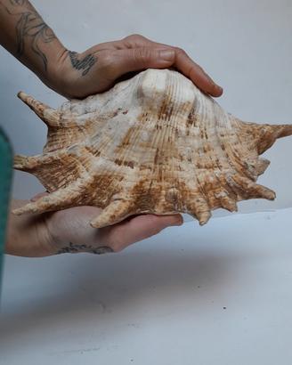 Lambis truncata,  Conchiglia Ragno 32cm