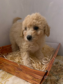 Cuccioli Maltipoo