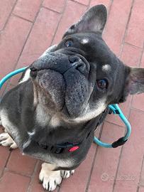 Stallone bulldog francese blu tan