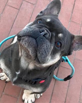 Stallone bulldog francese blu tan