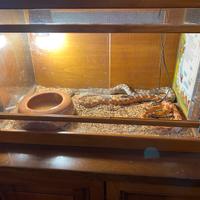 Serpenti del grano