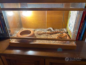 Serpenti del grano