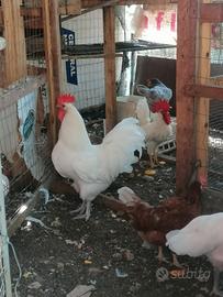 Gallo australop 
