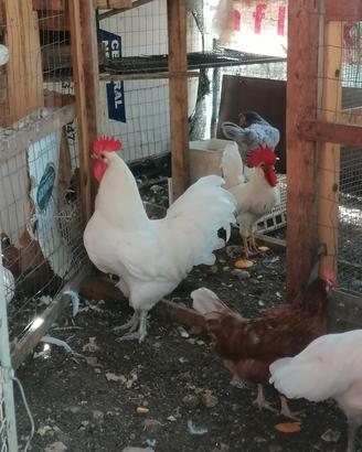 Gallo australop 