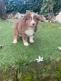 Cuccioli di pastore australiano