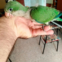 Pappagallo parrocchetto monaco pulli