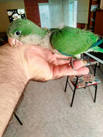 Pappagallo parrocchetto monaco pulli