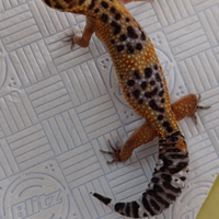Geco leopardino