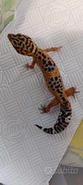 Geco leopardino