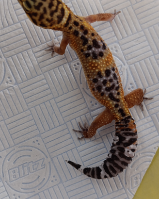 Geco leopardino