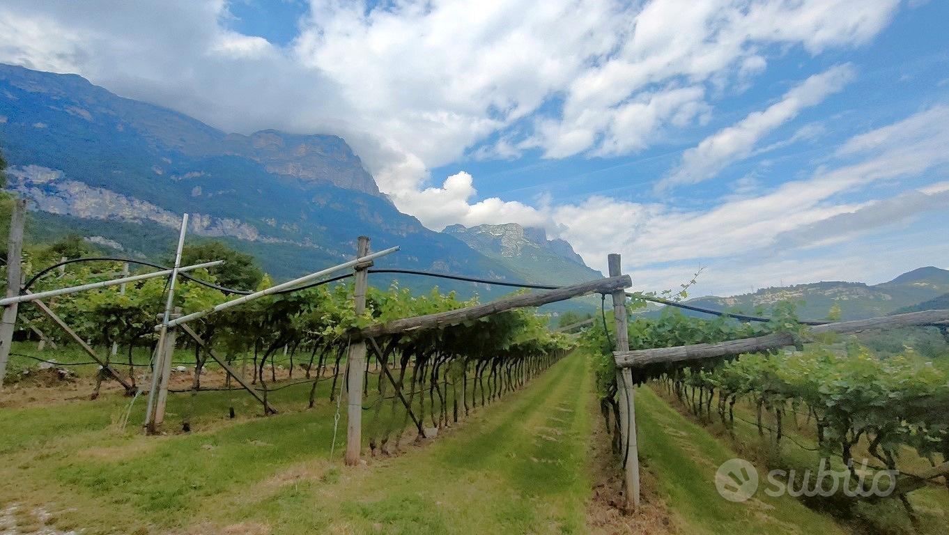 Vallelaghi Covelo - Vigneto e Arativo - Altro