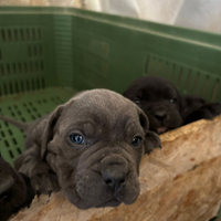 Cuccioli cane corso